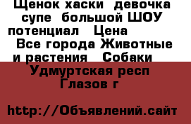 Щенок хаски, девочка супе, большой ШОУ потенциал › Цена ­ 50 000 - Все города Животные и растения » Собаки   . Удмуртская респ.,Глазов г.